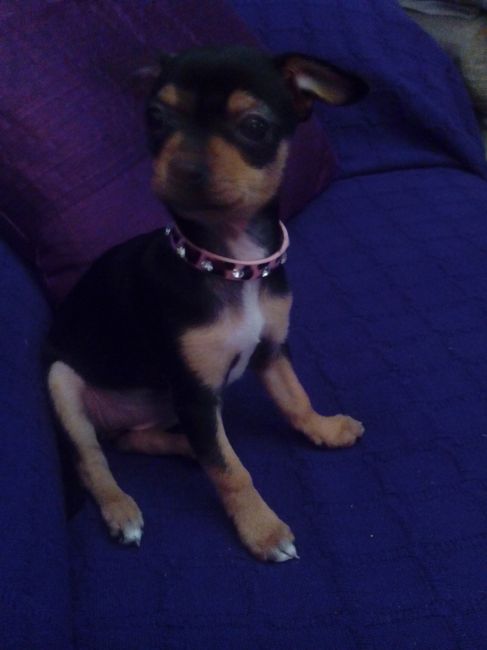 Nuestras mascotas!! - 1