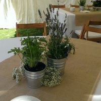 Aromaticas