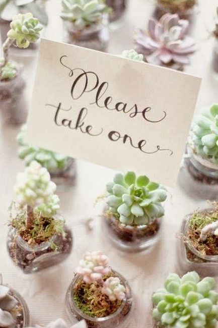 Cactus para regalo invitados
