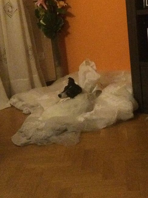 mi vestido le sirvio a nuestro perro de cama XD