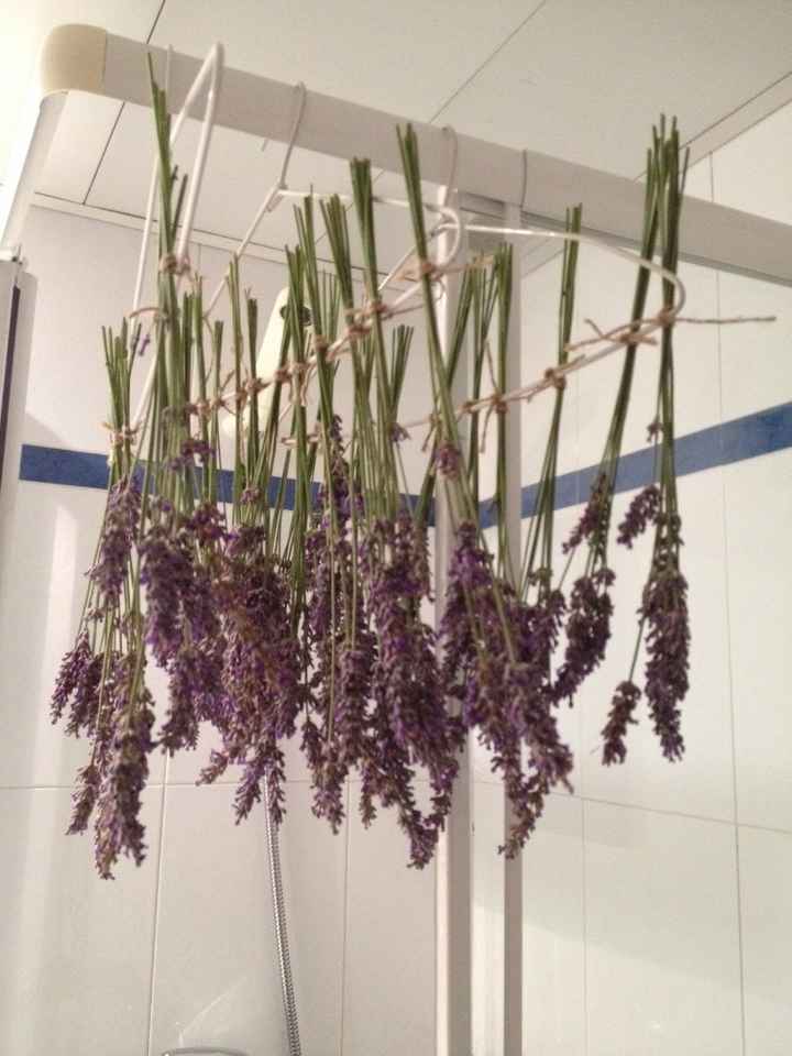 Lavanda secándose 