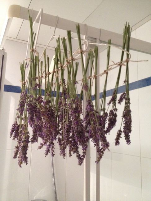 Lavanda secándose 