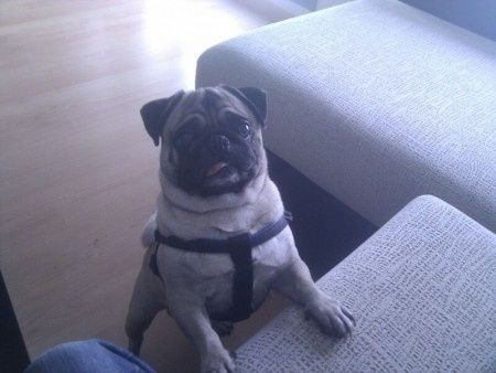 epi guapo