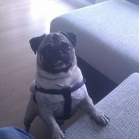 epi guapo