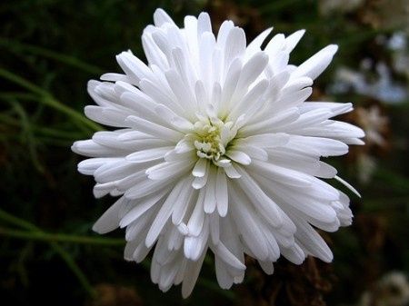 Flor blanca