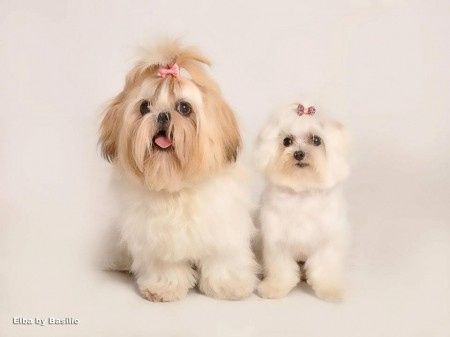 Nuestras mascotas!! - 1
