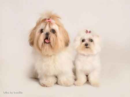 Nuestras mascotas!! - 1