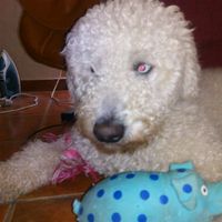 Nuestras mascotas!! - 1