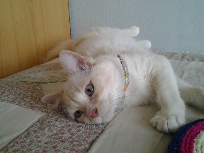 Nuestra gatita Nala