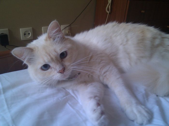 Nuestra gatita Nala