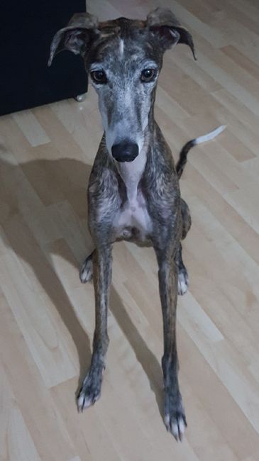 ¿Cómo se llama vuestra mascota? - 4