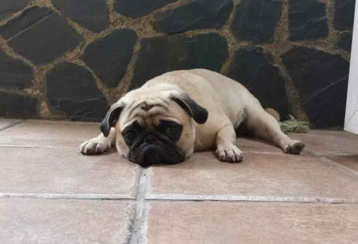 Nuestras mascotas!! - 1
