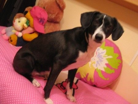 Con mi bebe de 4 patas  - 1