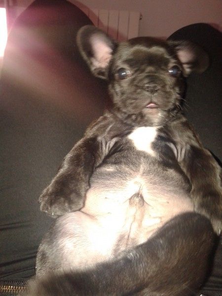 Con mi bebe de 4 patas  - 2