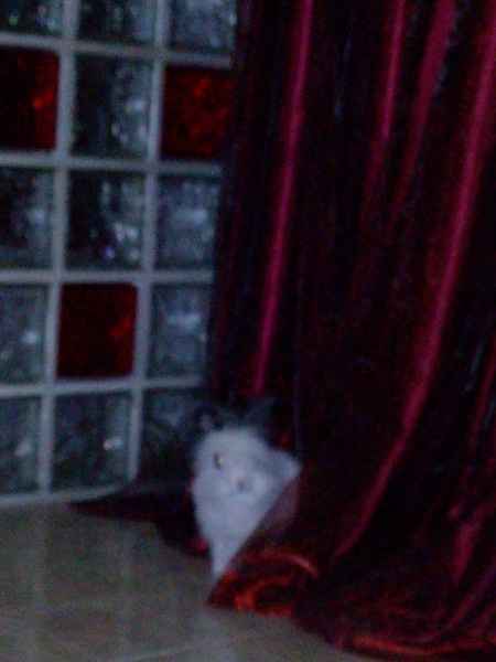 Nuestras mascotas!! - 3