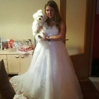 ¿SÍ o NO? ¡Mascotas en la boda! - 1