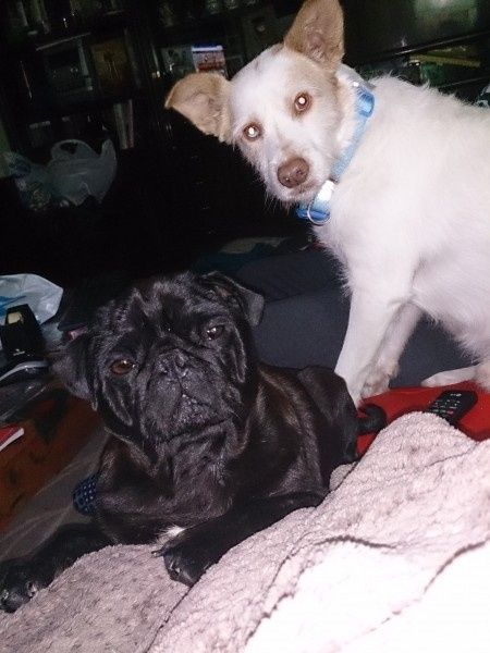Mascotas
