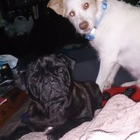Mascotas
