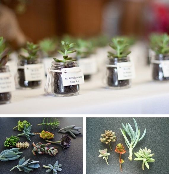 mini plantas