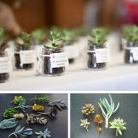 mini plantas