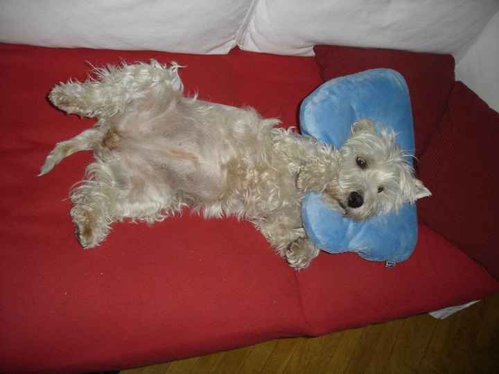 Mi perra
