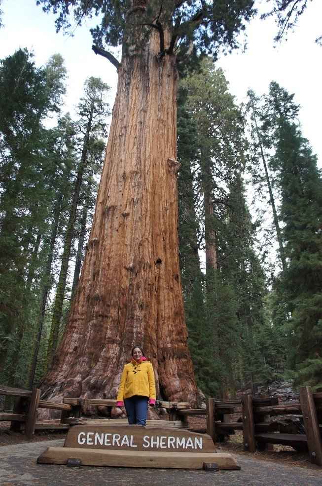general sherman tree