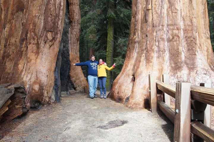 sequoias