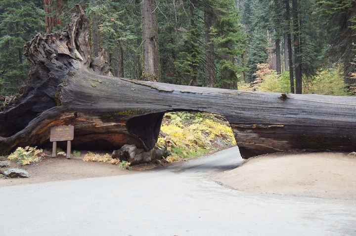 puente sequoia