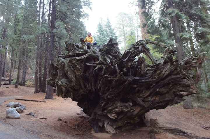 raiz sequoia