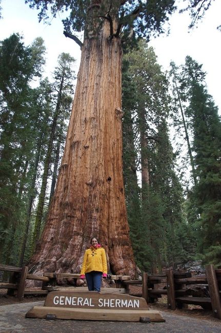 general sherman tree