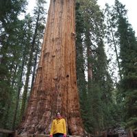 general sherman tree