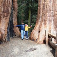 sequoias