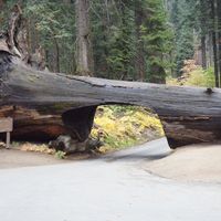 puente sequoia