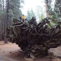 raiz sequoia