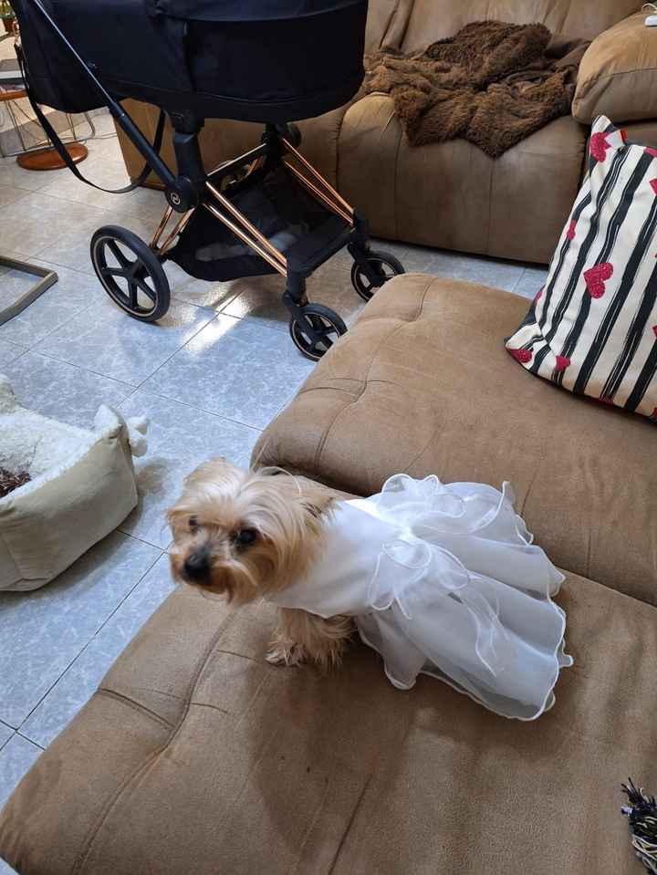 Vestido para mí perrita 💖 - 1