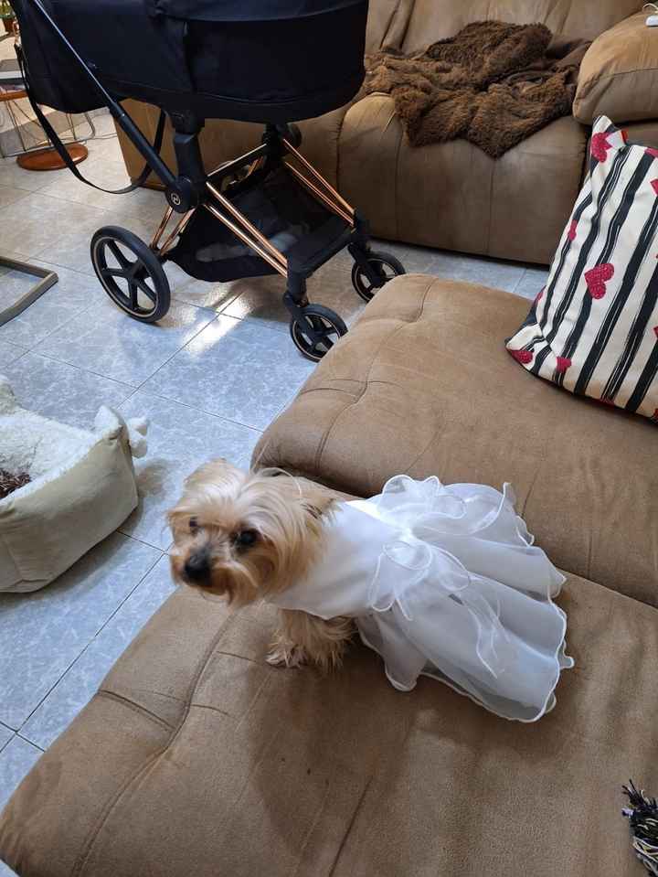 Vestido para mí perrita 💖 - 3