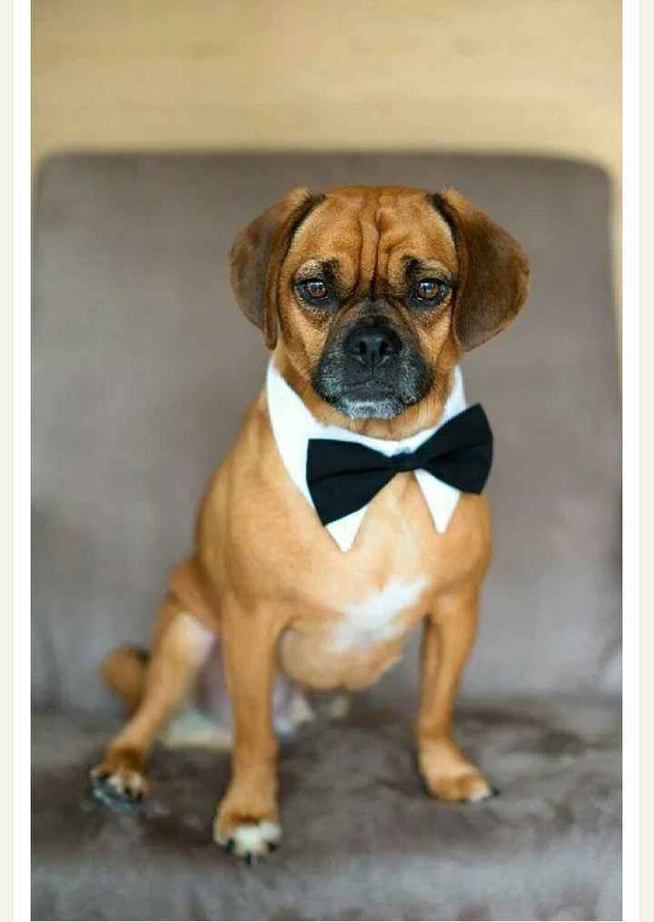 Invitados peludos!!! - 3