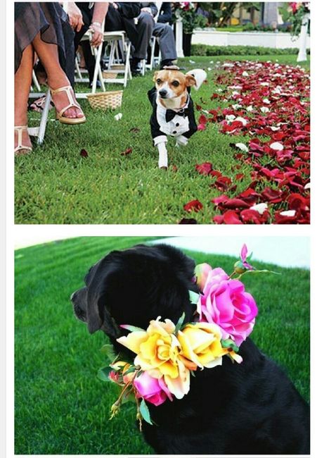 Invitados peludos!!! - 6