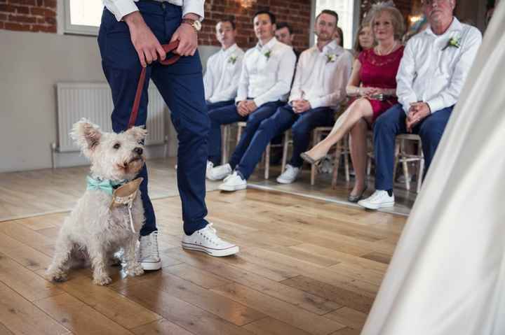 1. Wedding dog