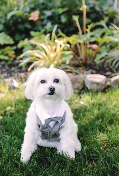 5. Wedding dog