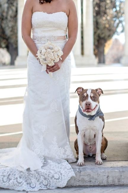 3. Wedding dog
