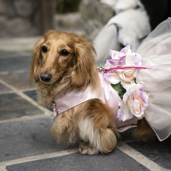 4. Wedding dog