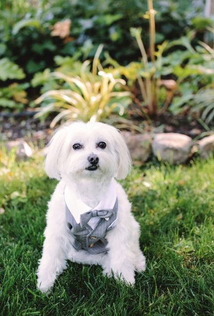 5. Wedding dog