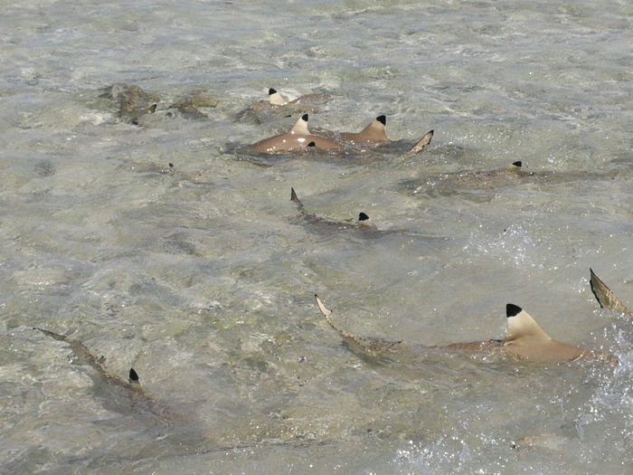 Polinesia Francesa 2020 4