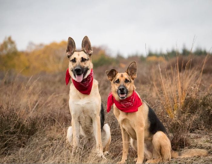 Trajes de boda para perros grandes - 2