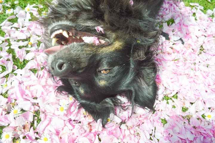 Mi mascota se llama _______ - 1