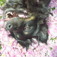 Mi mascota se llama _______ - 1