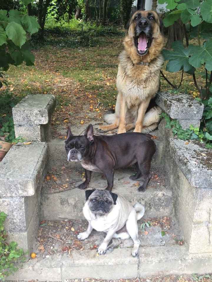 Como se adaptaron vuestras parejas a vuestras mascotas? - 1