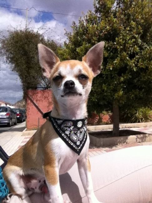 mi perrito tous