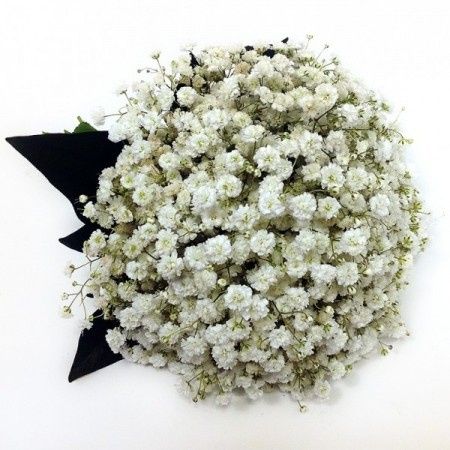 Paniculata